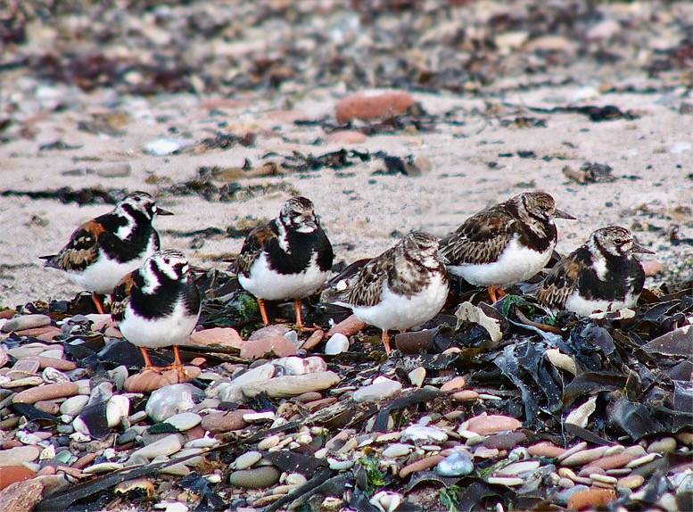 Arenaria interpres plumage by Andreas Trepte (https://www.avi-fauna.info/) is licensed under CC BY-SA 2.5.